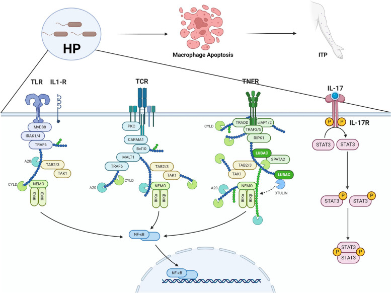 A novel approach to immune thrombocytopenia intervention: modulating intestinal homeostasis.