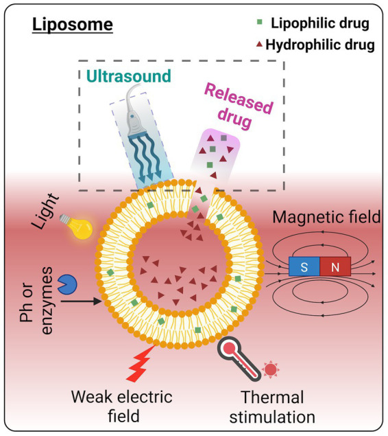 Therapeutic ultrasound: an innovative approach for targeting neurological disorders affecting the basal ganglia.