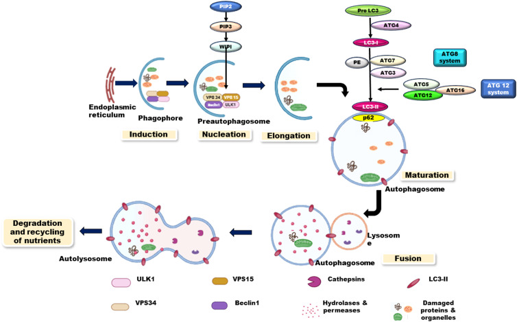 Understanding the autophagic functions in cancer stem cell maintenance and therapy resistance.