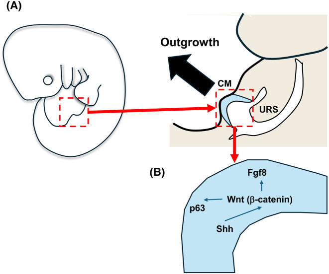 Developmental and functional roles of androgen and interactive signals for external genitalia and erectile tissues.