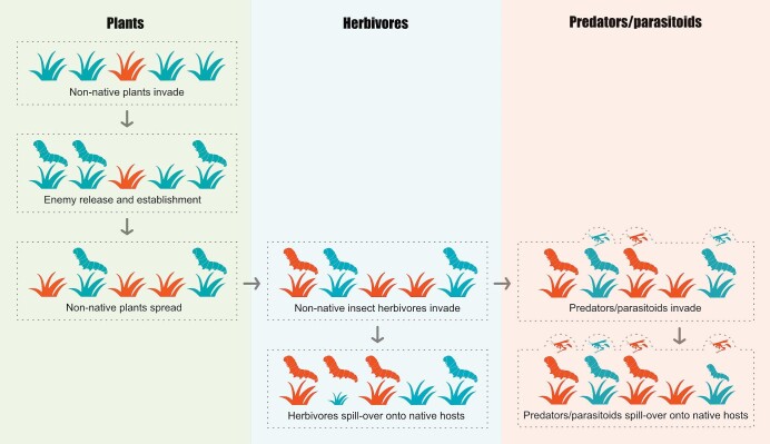 Global proliferation of nonnative plants is a major driver of insect invasions.