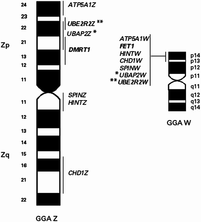 Insights into avian molecular cytogenetics-with reptilian comparisons.