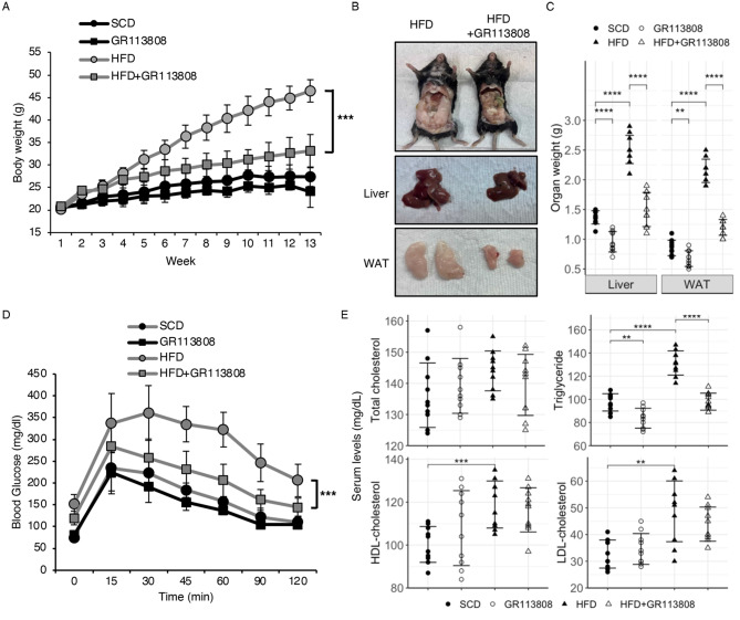 GR113808, a serotonin receptor 4 antagonist, prevents high-fat-diet-induced obesity, fatty liver formation, and insulin resistance in C57BL/6J mice.