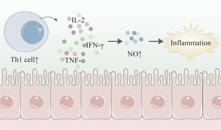 A novel approach to immune thrombocytopenia intervention: modulating intestinal homeostasis.