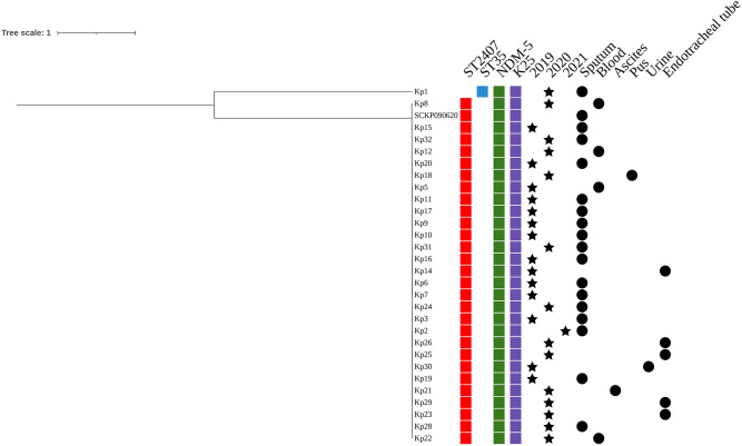 Molecular epidemiological analysis of bla<sub>NDM-5</sub>-producing Klebsiella pneumoniae ST2407-K25 causing infection outbreaks in pediatric patients based on whole genome sequencing.