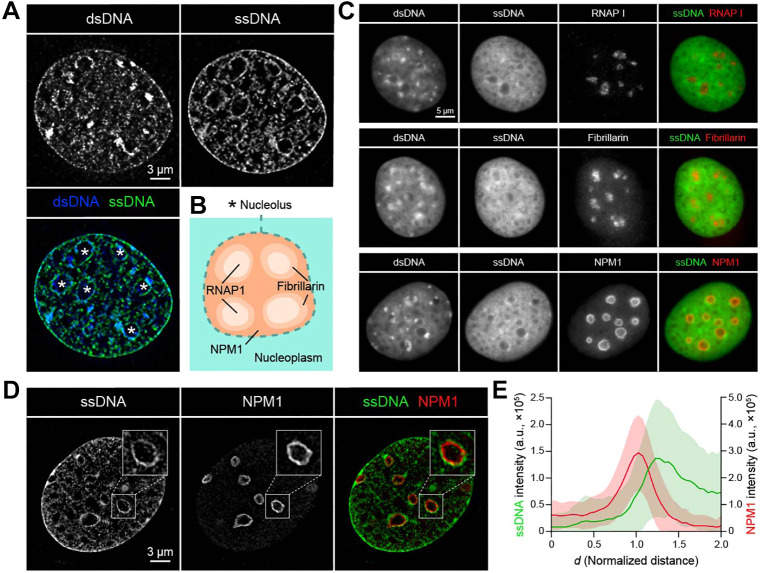 Super-resolution imaging reveals nucleolar encapsulation by single-stranded DNA.