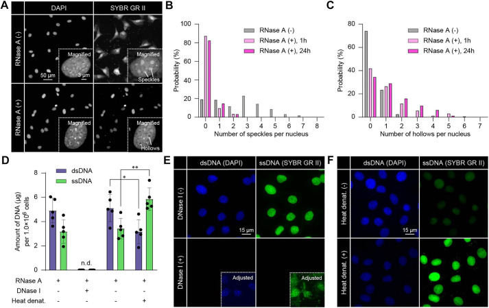 Super-resolution imaging reveals nucleolar encapsulation by single-stranded DNA.