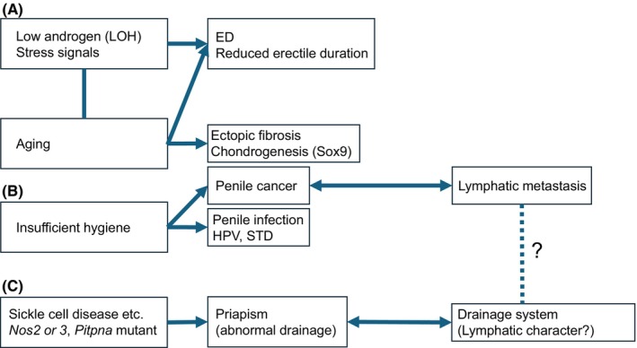 Developmental and functional roles of androgen and interactive signals for external genitalia and erectile tissues.
