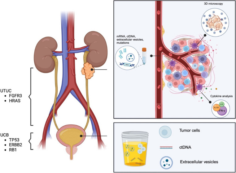 Clinical Implications of the Molecular and Genomic Landscape of Upper Tract Urothelial Carcinoma.