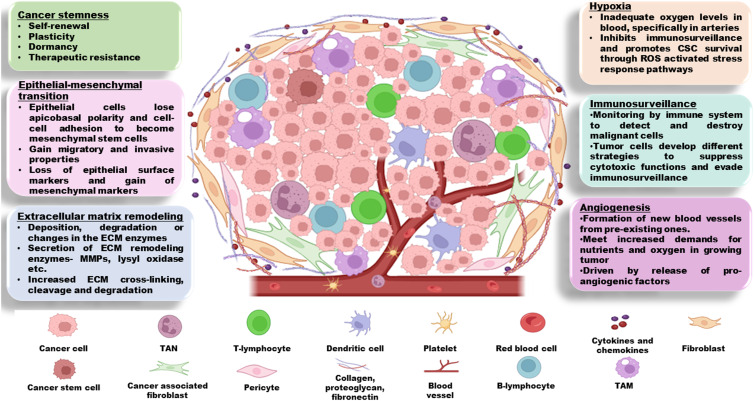 Understanding the autophagic functions in cancer stem cell maintenance and therapy resistance.