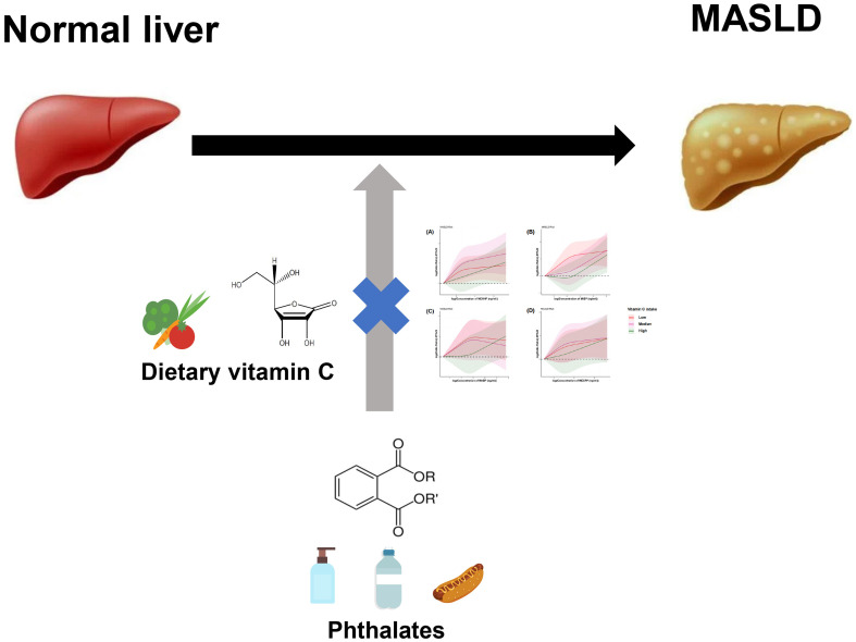 High Levels of Vitamin C Intake Modify Effects of Phthalates on Metabolic Dysfunction-associated Steatotic Liver Disease: A Nationally Representative Study.