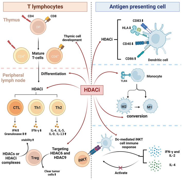 Histone deacetylase inhibitors: targeting epigenetic regulation in the treatment of acute leukemia.