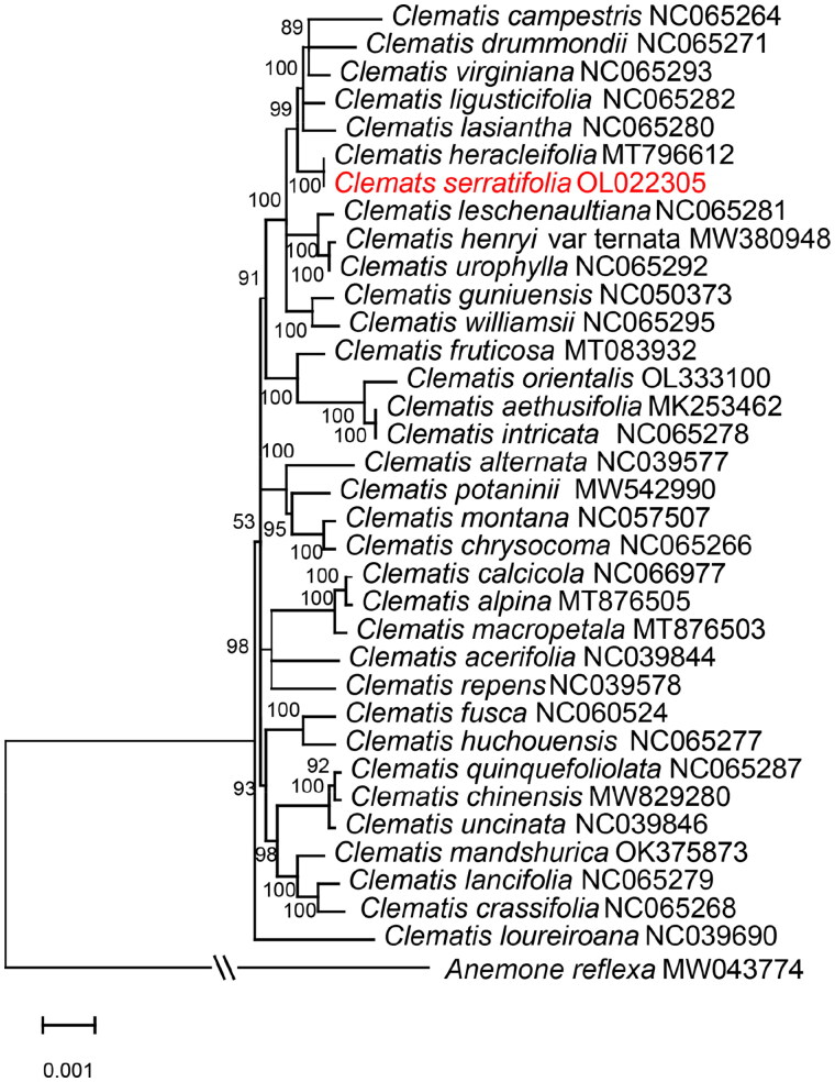 The complete chloroplast genome of <i>Clematis serratifolia</i> (Ranunculaceae) from Jilin province, China.