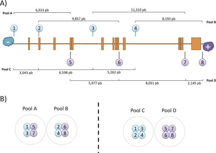 Cas9-targeted-based long-read sequencing for genetic screening of <i>RPE65</i> locus.
