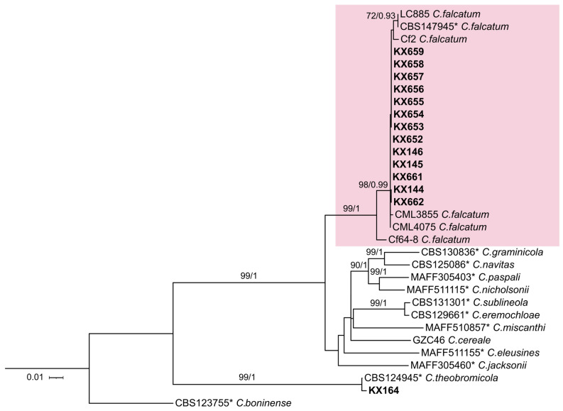 Molecular Characterization and Pathogenicity of <i>Colletotrichum falcatum</i> Causing Red Rot on Sugarcane in Southern Florida.
