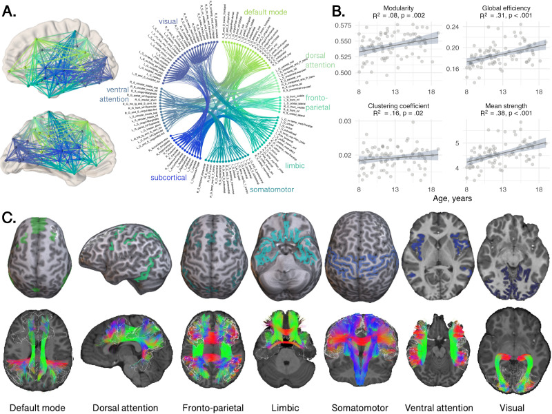 Developmental differences in canonical cortical networks: Insights from microstructure-informed tractography.