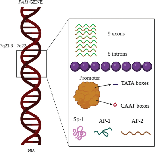 The Role of the Plasminogen Activator Inhibitor 1 ( <i>PAI1</i> ) in Ovarian Cancer: Mechanisms and Therapeutic Implications.