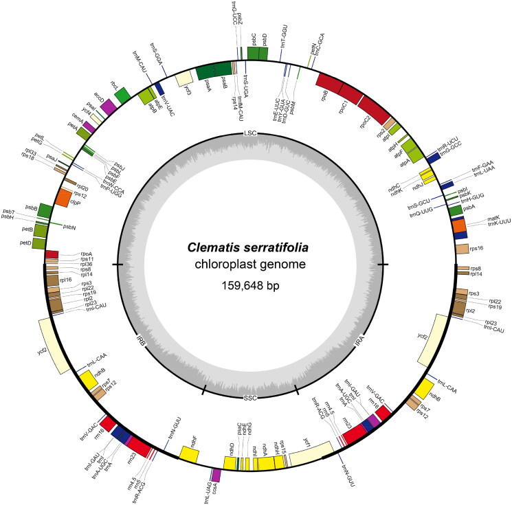 The complete chloroplast genome of <i>Clematis serratifolia</i> (Ranunculaceae) from Jilin province, China.
