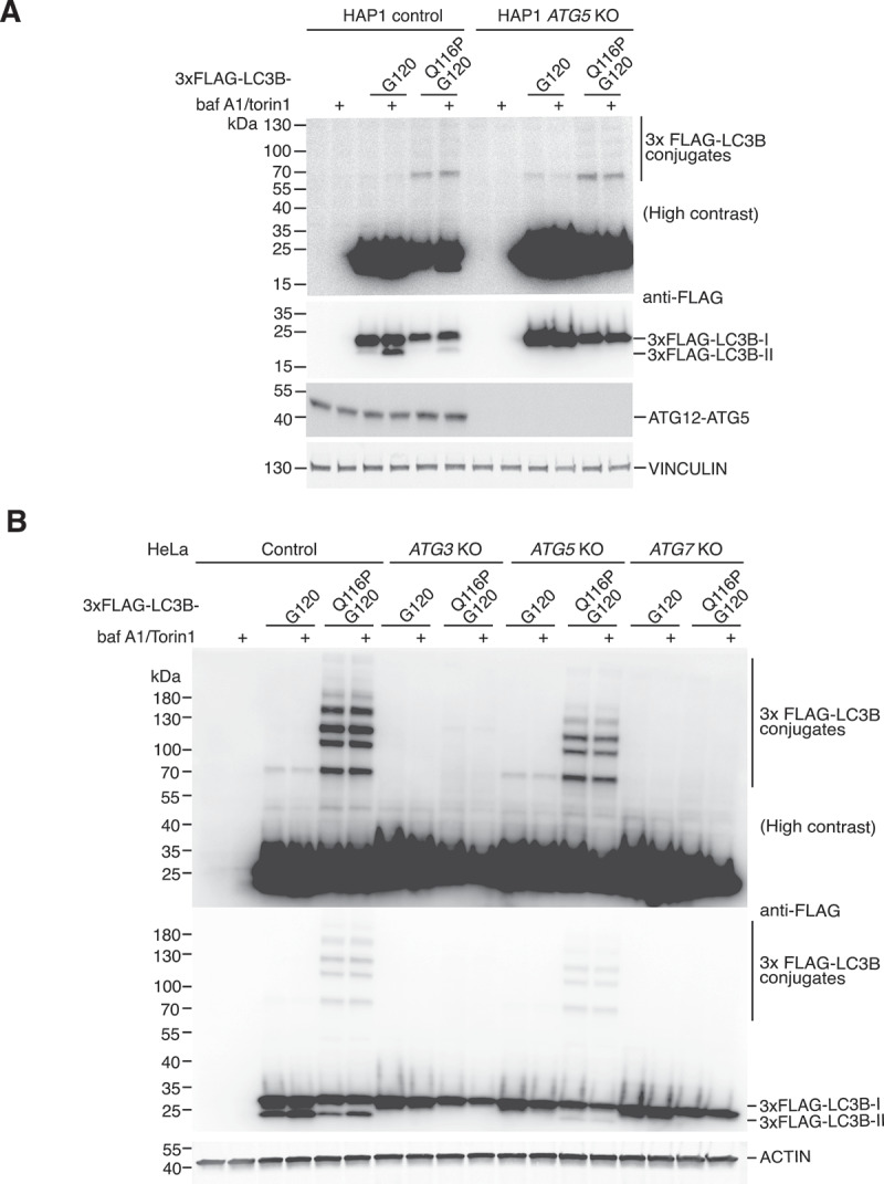ATG5 is dispensable for ATG8ylation of cellular proteins.