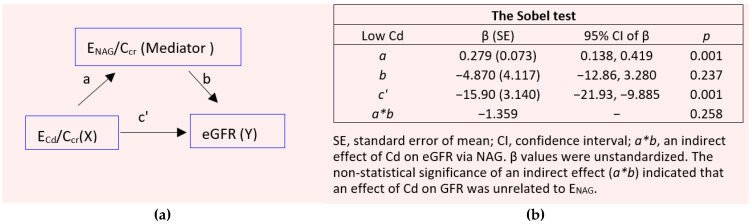 Urinary N-acetylglucosaminidase in People Environmentally Exposed to Cadmium Is Minimally Related to Cadmium-Induced Nephron Destruction.