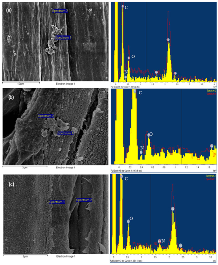 Isolation and Characterization of Nanocellulose from <i>Polypodiophyta</i> Fern Using Chemo-Mechanical Method.