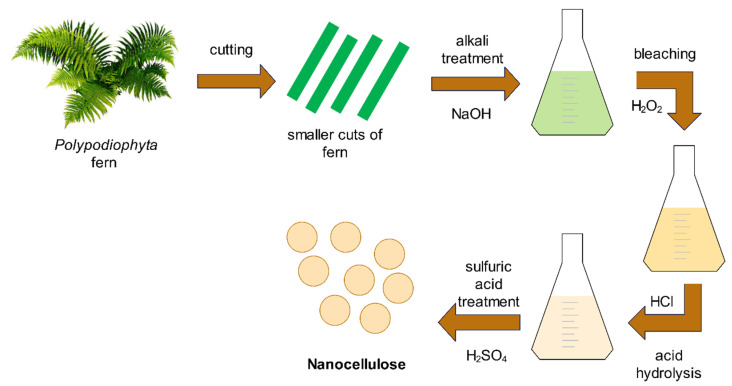 Isolation and Characterization of Nanocellulose from <i>Polypodiophyta</i> Fern Using Chemo-Mechanical Method.