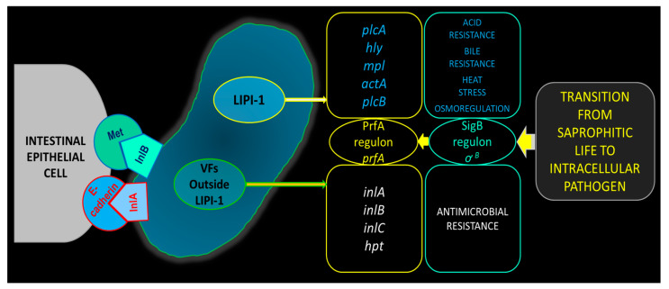 Listeriosis: Characteristics, Occurrence in Domestic Animals, Public Health Significance, Surveillance and Control.