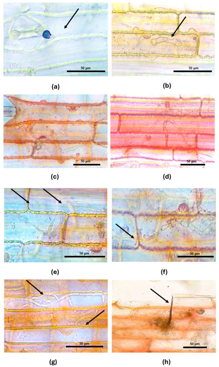 Molecular Characterization and Pathogenicity of <i>Colletotrichum falcatum</i> Causing Red Rot on Sugarcane in Southern Florida.