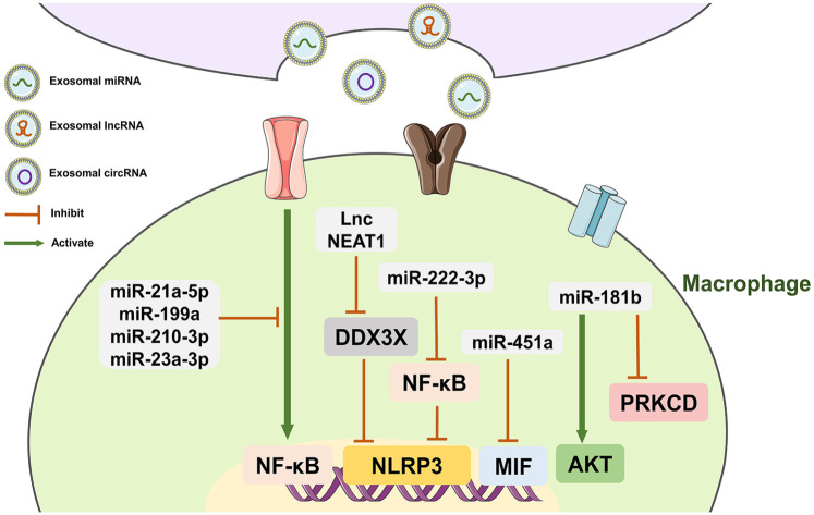 Exosomal non-coding RNAs: Emerging insights into therapeutic potential and mechanisms in bone healing.