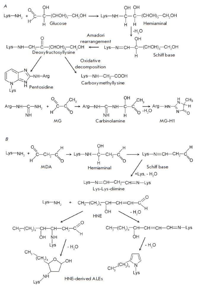 Reactive Byproducts of Plant Redox Metabolism and Protein Functions.