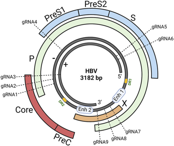 The potential of HBV cure: an overview of CRISPR-mediated HBV gene disruption.