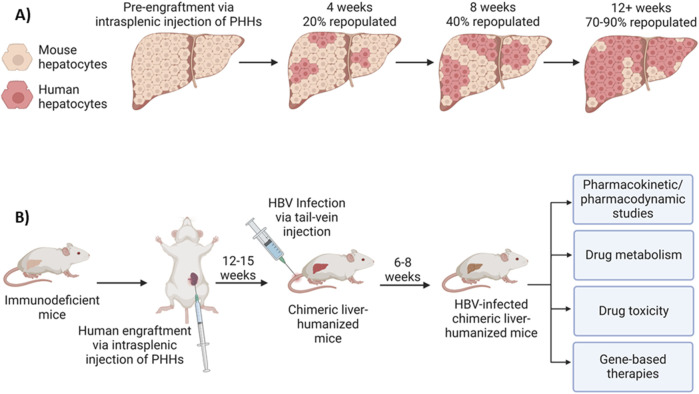 The potential of HBV cure: an overview of CRISPR-mediated HBV gene disruption.