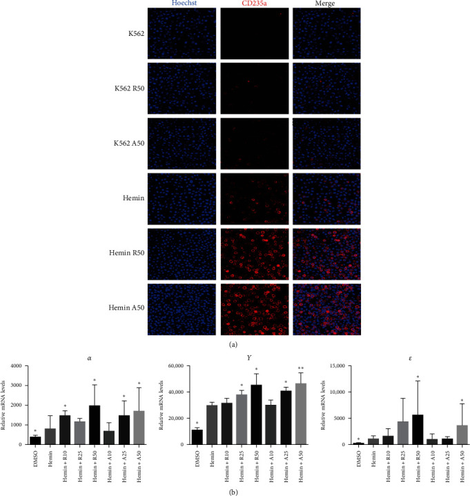 AZD8055 Is More Effective Than Rapamycin in Inhibiting Proliferation and Promoting Mitochondrial Clearance in Erythroid Differentiation.
