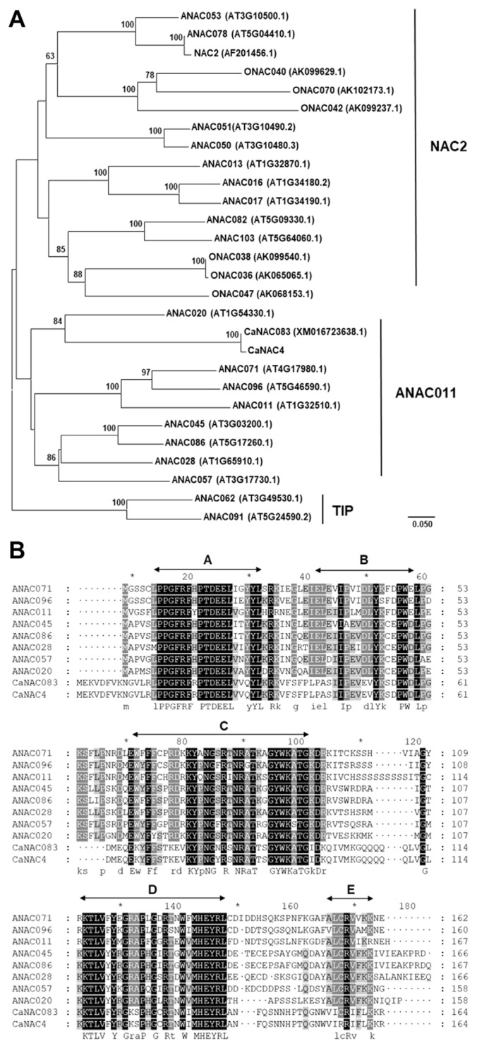 Capsicum annuum NAC4 (CaNAC4) Is a Transcription Factor with Roles in Biotic and Abiotic Stresses.