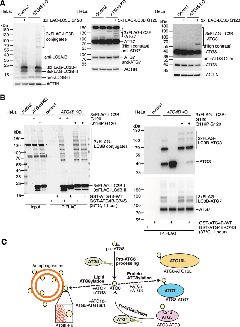 ATG5 is dispensable for ATG8ylation of cellular proteins.
