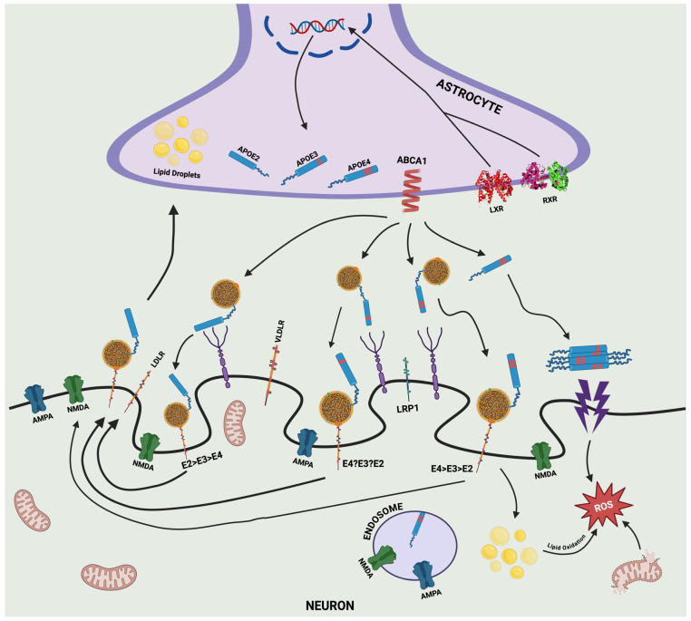 Pathways to Alzheimer's Disease: The Intersecting Roles of Clusterin and Apolipoprotein E in Amyloid-β Regulation and Neuronal Health.