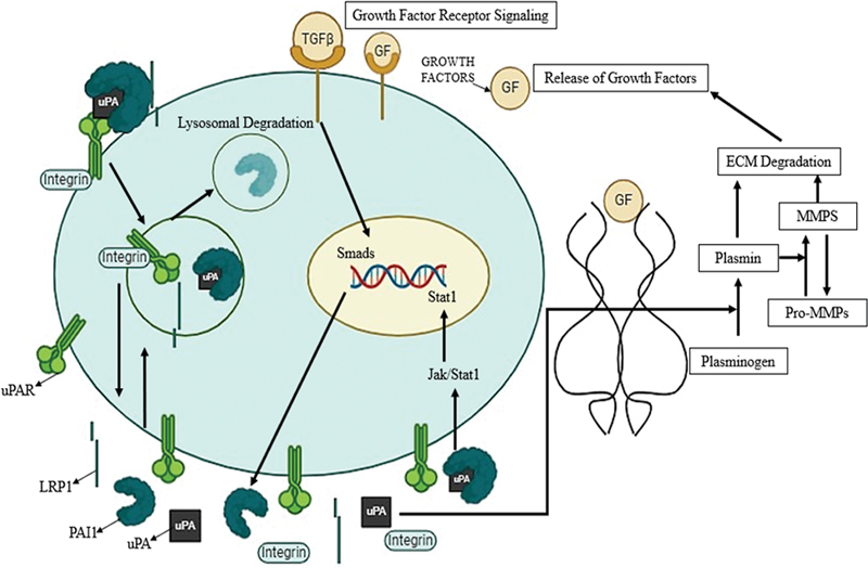 The Role of the Plasminogen Activator Inhibitor 1 ( <i>PAI1</i> ) in Ovarian Cancer: Mechanisms and Therapeutic Implications.