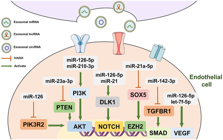 Exosomal non-coding RNAs: Emerging insights into therapeutic potential and mechanisms in bone healing.