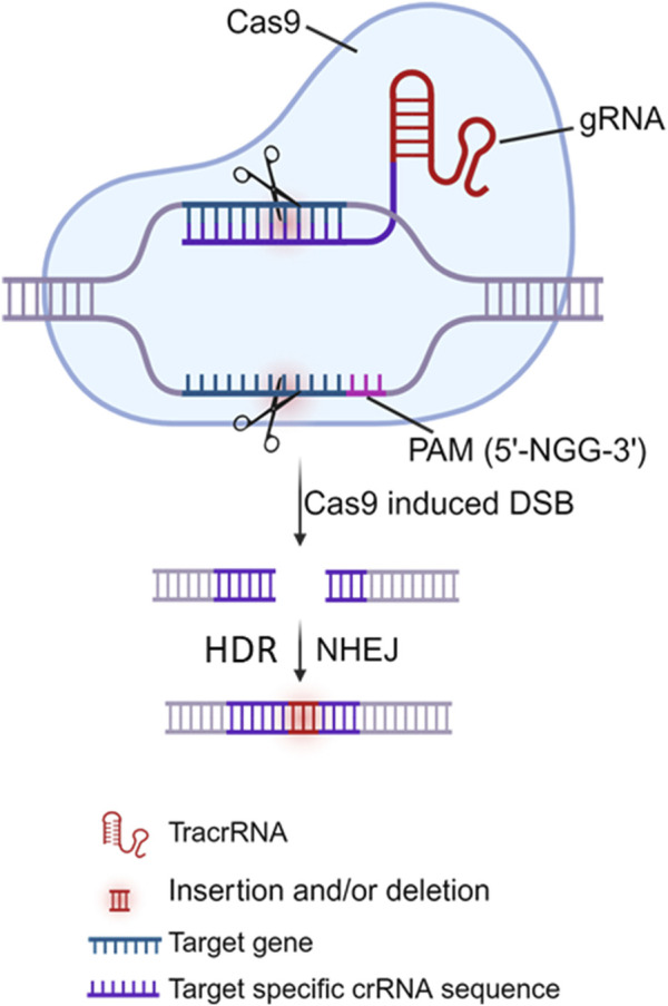 The potential of HBV cure: an overview of CRISPR-mediated HBV gene disruption.