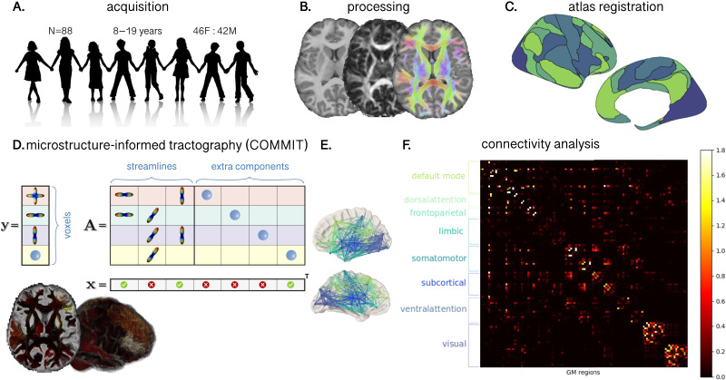 Developmental differences in canonical cortical networks: Insights from microstructure-informed tractography.