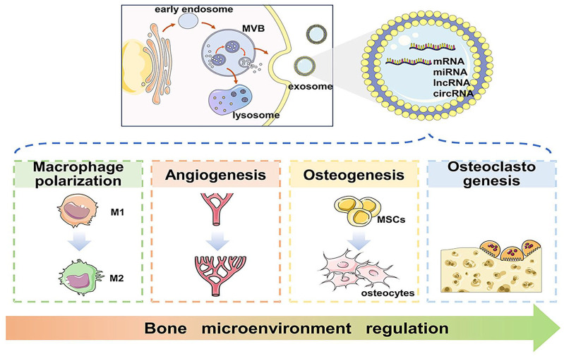 Exosomal non-coding RNAs: Emerging insights into therapeutic potential and mechanisms in bone healing.