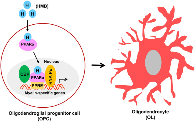Build muscles and protect myelin.