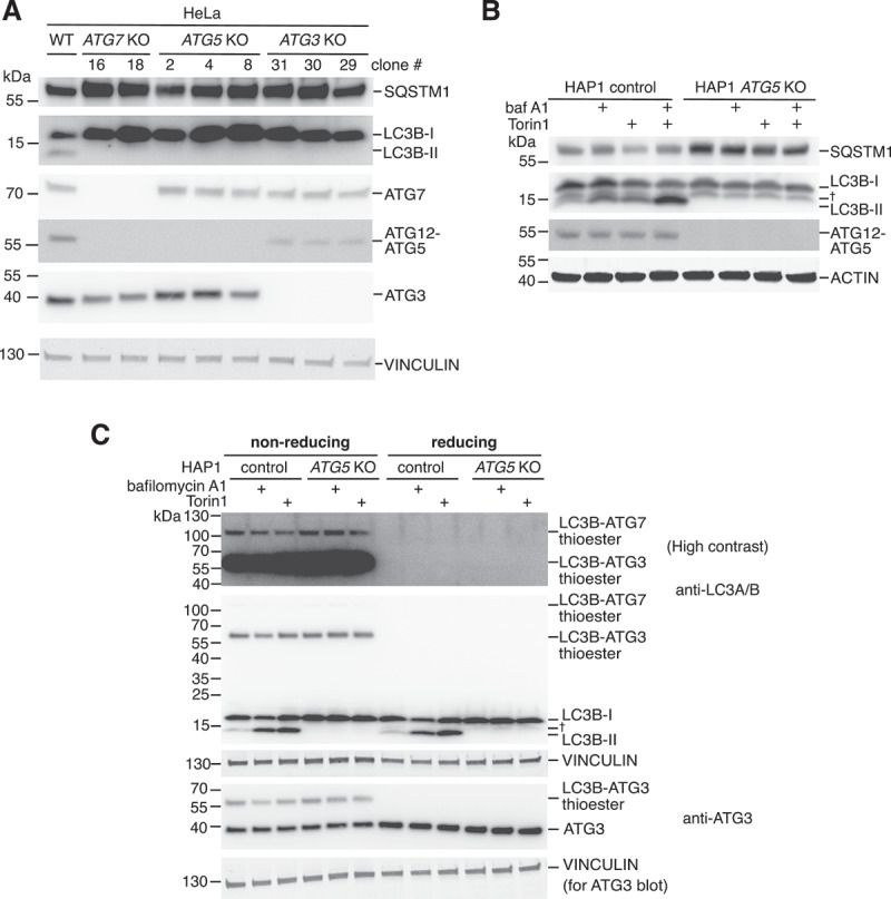 ATG5 is dispensable for ATG8ylation of cellular proteins.