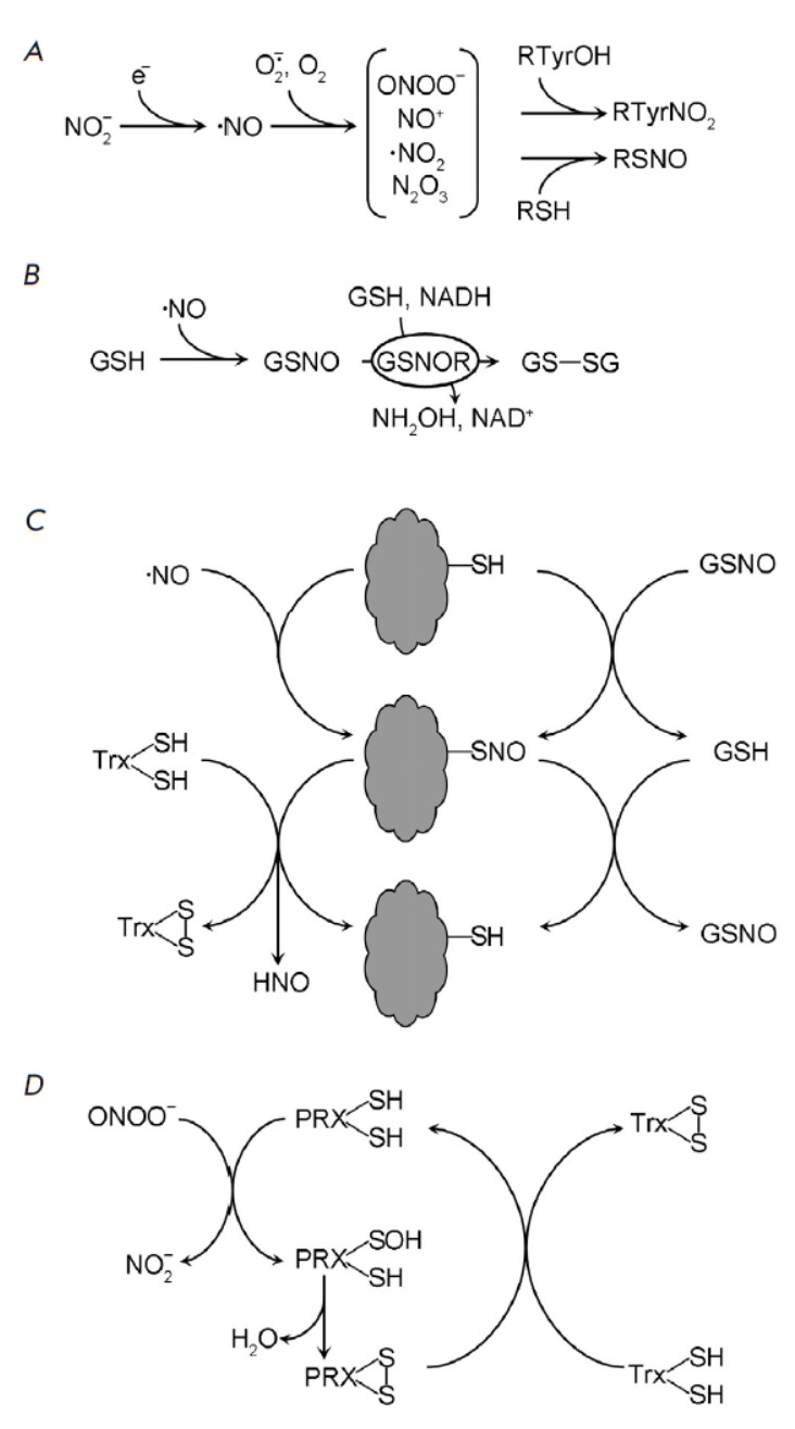 Reactive Byproducts of Plant Redox Metabolism and Protein Functions.