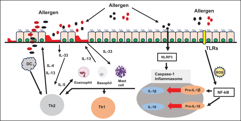 Impact of inflammasomes on the ocular surface.