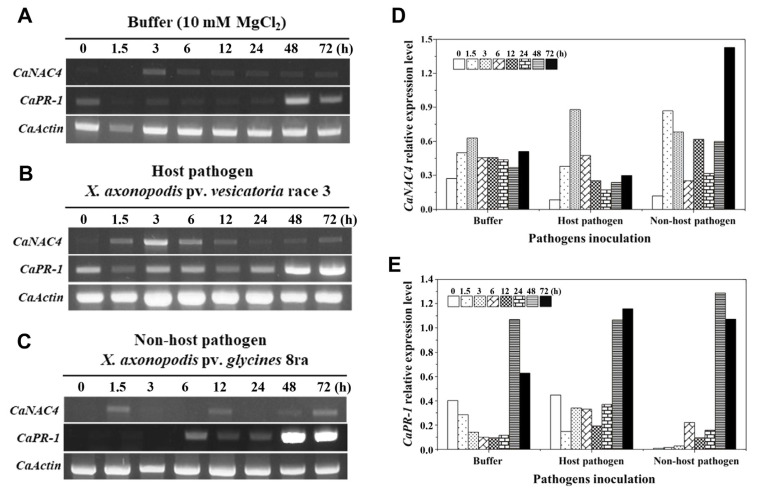 Capsicum annuum NAC4 (CaNAC4) Is a Transcription Factor with Roles in Biotic and Abiotic Stresses.