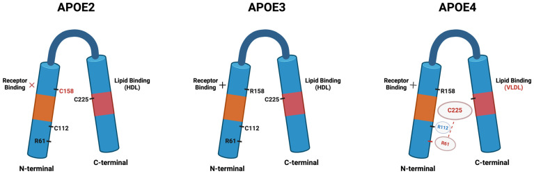 Pathways to Alzheimer's Disease: The Intersecting Roles of Clusterin and Apolipoprotein E in Amyloid-β Regulation and Neuronal Health.