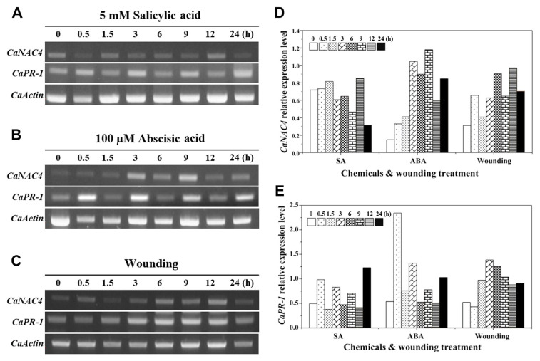 Capsicum annuum NAC4 (CaNAC4) Is a Transcription Factor with Roles in Biotic and Abiotic Stresses.