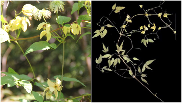 The complete chloroplast genome of <i>Clematis serratifolia</i> (Ranunculaceae) from Jilin province, China.