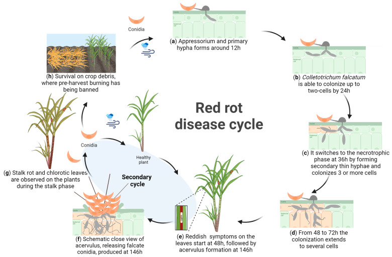 Molecular Characterization and Pathogenicity of <i>Colletotrichum falcatum</i> Causing Red Rot on Sugarcane in Southern Florida.